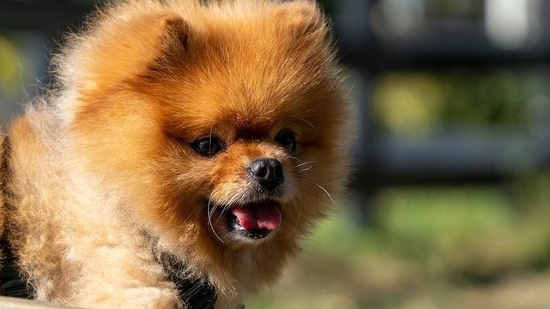 Examine your dog's ears from time to time, especially after a swim. Examine the paw pads for cracks and dryness between the toes, and check sure they appear clean and health(Pixabay)