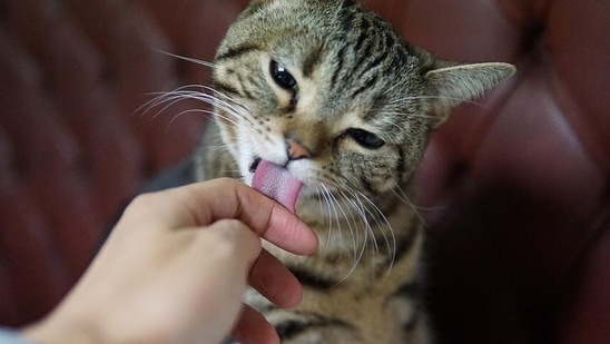 Natural Home Remedies like using Apple Cider Vinegar Spray is also beneficial for pet’s skin. A mixture of 50% water and 50% apple cider vinegar can help relieve the pet's skin from irritation and allergies. Coconut oil can help pets with skin allergies because of its antifungal and antibacterial characteristics. Allergies, bug bites, and other illnesses can all benefit from it. Frozen, hard coconut oil may be the ideal application method when applied to the affected areas(Pixabay)