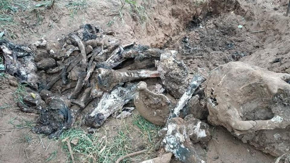 The carcass of an elephant near Chandragiri hills in Athagarh forest division of Chhattisgarh.
