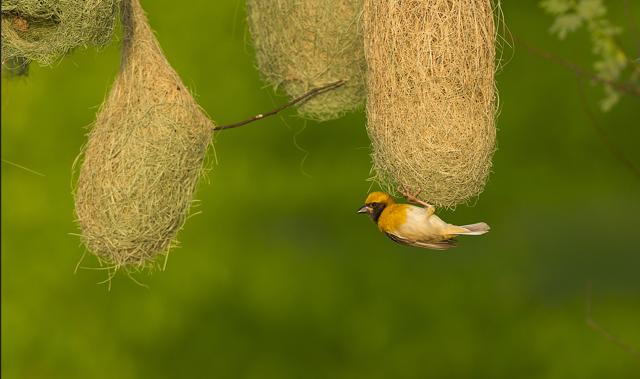 Baya weaver bird (Shutterstock)