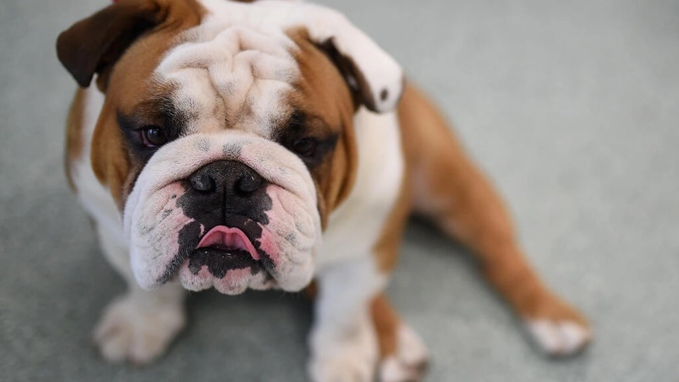 The study, published in the journal Canine Medicine and Genetics, found that English bulldogs have double the odds of having at least one common health disorder per year than other dogs. (Jamie McCarthy GETTY IMAGES NORTH AMERICA/AFP/File)