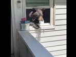 The image, taken from the Facebook video, shows the bear inside the house.