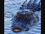 The picture of the alligator that leaped out of water was posted on Facebook.