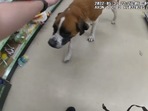 The image, taken from the Facebook video, shows the dog that wandered into a store and was later rescued by cops.