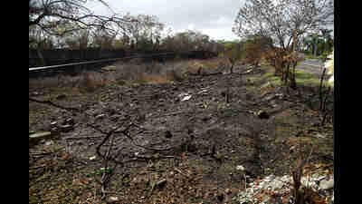 The 100m stretch on Palm Beach Road, Nerul, where the saplings were destroyed by fire. (BACHCHAN KUMAR/HT PHOTO) The 100m stretch on Palm Beach Road, Nerul, where the saplings were destroyed by fire. (BACHCHAN KUMAR/HT PHOTO)