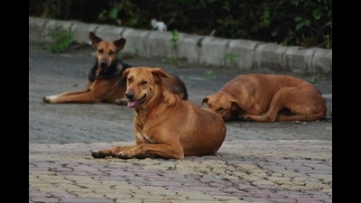 An FIR against unknown persons for cruelty against dogs has been registered with Hill Line Police Station in Ulhasnagar. HT FILE (PHOTO FOR REPRESENTATIONAL PURPOSE ONLY)
