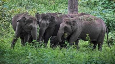 The skeletal remains and carcasses of 3 elephants were exhumed and another tusker with gunshot wounds was found writhing in pain in the forests. (Representative Image/AFP)