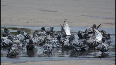 Pigeons bathing in a puddle following the rain in Panchkula on Thursday. (Sant Arora/HT) Pigeons bathing in a puddle following the rain in Panchkula on Thursday. (Sant Arora/HT)