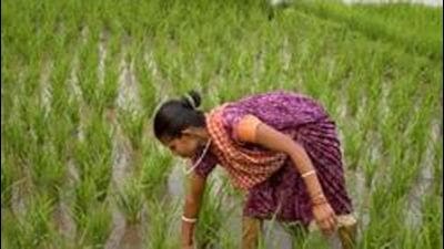 Total acreage of kharif crops stood at 6.6 million hectares as on June 10, about 28% less than the 8.5 million hectares sown during the corresponding period last year, according to latest available data of the agriculture ministry. (AP file photo) Total acreage of kharif crops stood at 6.6 million hectares as on June 10, about 28% less than the 8.5 million hectares sown during the corresponding period last year, according to latest available data of the agriculture ministry. (AP file photo)