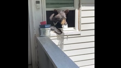 The image, taken from the Facebook video, shows the bear inside the house. (Facebook/@Shannon Davis)