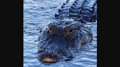 The picture of the alligator that leaped out of water was posted on Facebook. (Facebook/Foster Thorbjornsen)