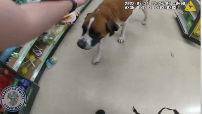 The image, taken from the Facebook video, shows the dog that wandered into a store and was later rescued by cops. (Facebook/@Bradenton Police Department)