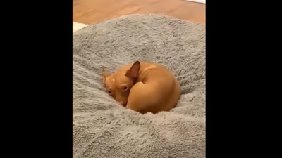 The tiny dog sleeps on the big pooch’s bed. (Instagram/@theserialfoster ) The tiny dog sleeps on the big pooch’s bed. (Instagram/@theserialfoster )
