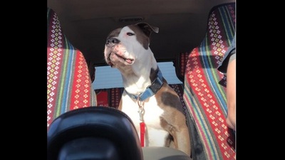 The rescued ‘hitchhiker’ dog in the woman's car, on an adventure.&nbsp; (Instagram/@love_on_automatic)