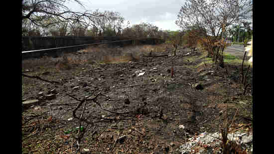 The 100m stretch on Palm Beach Road, Nerul, where the saplings were destroyed by fire. (BACHCHAN KUMAR/HT PHOTO) The 100m stretch on Palm Beach Road, Nerul, where the saplings were destroyed by fire. (BACHCHAN KUMAR/HT PHOTO)