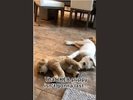 The image, taken from the video posted on Instagram, shows a dog and its stuffed toy.(Instagram/@ladyandtheblues) The image, taken from the video posted on Instagram, shows a dog and its stuffed toy.(Instagram/@ladyandtheblues)