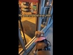 The dog looked disappointed on finding his favourite pet store closed. (pittielicious_leo/Instagram) The dog looked disappointed on finding his favourite pet store closed. (pittielicious_leo/Instagram)