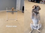 The images have been taken from the video shared on Instagram. (Instagram/@magnusthetherapydog) The images have been taken from the video shared on Instagram. (Instagram/@magnusthetherapydog)
