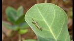 Navi Mumbai school students to undertake scientific study of caterpillars. (BACHCHAN KUMAR/HT PHOTO) Navi Mumbai school students to undertake scientific study of caterpillars. (BACHCHAN KUMAR/HT PHOTO)