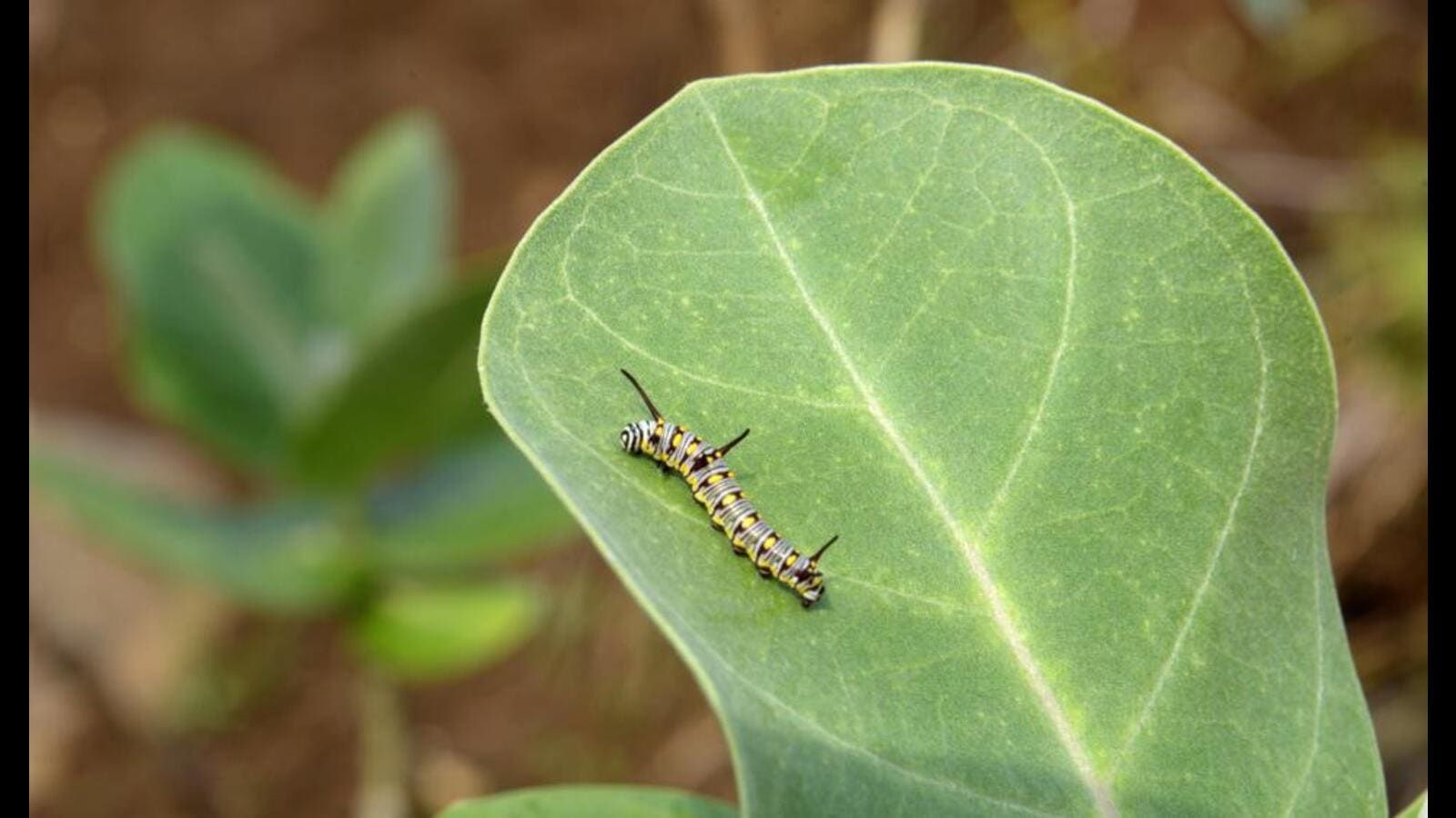 Navi school students to undertake scientific study of caterpillars