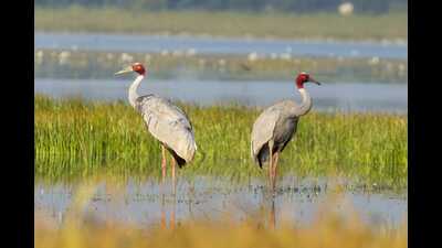 Only in Bhandara district, a pair of cranes has had a child this year who is now a sub-adult (Sawan Bahekar)