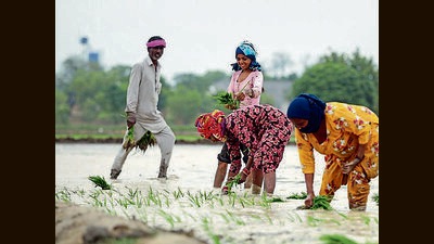 Current rainfall spell raises hopes for bumper paddy harvest in Punjab (HT Photo)