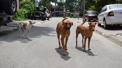 Chandigarh MC will pay the NGO ₹1,700 per dog for catching, sterilising, deworming and providing post-operative care. (HT Photo) Chandigarh MC will pay the NGO ₹1,700 per dog for catching, sterilising, deworming and providing post-operative care. (HT Photo)