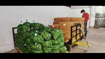 The shipment of Ivy Gourd at Varanasi that was exported to Doha. (HT photo) The shipment of Ivy Gourd at Varanasi that was exported to Doha. (HT photo)