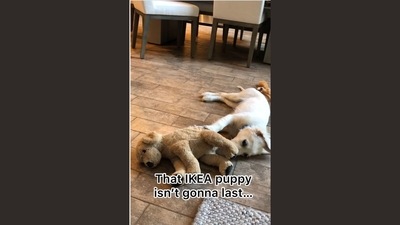 The image, taken from the video posted on Instagram, shows a dog and its stuffed toy. (Instagram/@ladyandtheblues) The image, taken from the video posted on Instagram, shows a dog and its stuffed toy. (Instagram/@ladyandtheblues)