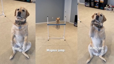 The images have been taken from the video shared on Instagram. (Instagram/@magnusthetherapydog) The images have been taken from the video shared on Instagram. (Instagram/@magnusthetherapydog)
