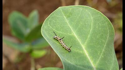 Navi Mumbai school students to undertake scientific study of caterpillars. (BACHCHAN KUMAR/HT PHOTO) Navi Mumbai school students to undertake scientific study of caterpillars. (BACHCHAN KUMAR/HT PHOTO)