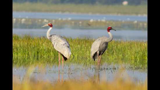 Only in Bhandara district, a pair of cranes has had a child this year who is now a sub-adult (Sawan Bahekar)