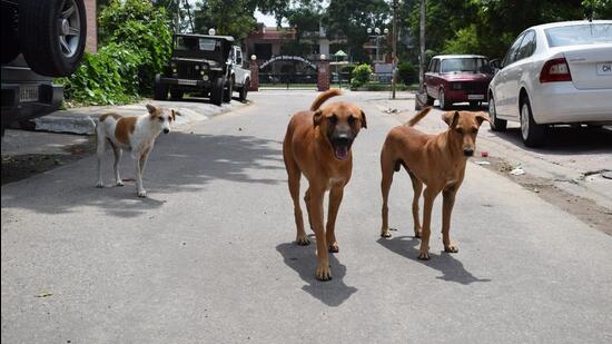 Chandigarh MC will pay the NGO <span class='webrupee'>?</span>1,700 per dog for catching, sterilising, deworming and providing post-operative care. (HT Photo)