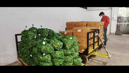 The shipment of Ivy Gourd at Varanasi that was exported to Doha. (HT photo)