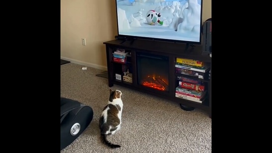 Watch Kitten TV - Scaredy Cats