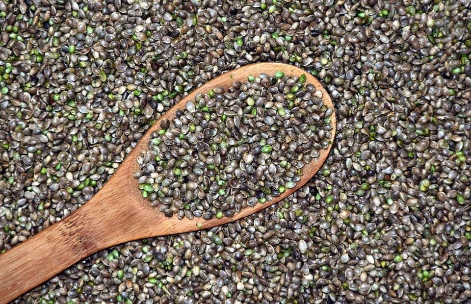 Discovered in Himalayas, hemp also finds mention in Vedas as one of the five sacred plants. (Pixabay) Discovered in Himalayas, hemp also finds mention in Vedas as one of the five sacred plants. (Pixabay)