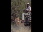The lioness moved stealthily towards the man sitting in a jeep. (everseensa/Instagram) The lioness moved stealthily towards the man sitting in a jeep. (everseensa/Instagram)