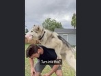 The image has been taken from the dog video posted on Instagram. (Instagram/@hugo_themalamute) The image has been taken from the dog video posted on Instagram. (Instagram/@hugo_themalamute)