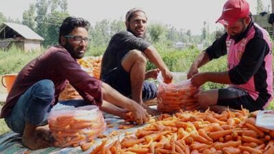 Besides meeting local demands, trucks loaded with vegetables from Bogam, which is located on the border of Kashmir’s Pulwama and Budgam districts and is known as “mini Punjab”, reach various cities in north India changing the fortunes of the villagers. (HT Photo) Besides meeting local demands, trucks loaded with vegetables from Bogam, which is located on the border of Kashmir’s Pulwama and Budgam districts and is known as “mini Punjab”, reach various cities in north India changing the fortunes of the villagers. (HT Photo)