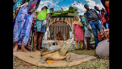 A terrapin, with a satellite transmitter affixed to its shell, being blessed at the temple of Bonbibi, forest goddess of the Sundarbans, before its release. (UPMANYU CHAKRABORTY) A terrapin, with a satellite transmitter affixed to its shell, being blessed at the temple of Bonbibi, forest goddess of the Sundarbans, before its release. (UPMANYU CHAKRABORTY)