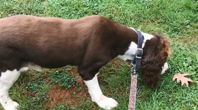 The image, taken from the Reddit video, shows the dog looking at a dried leaf. (Reddit/@MeridethLeigh)