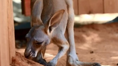 The image, taken from the Twitter video, shows the baby kangaroo. (Twitter/@SanAntonioZoo)