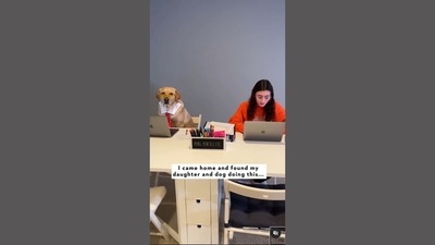 The image, taken from the video posted on Instagram, shows a dog studying with its human. (Instagram/@magnusthetherapydog) The image, taken from the video posted on Instagram, shows a dog studying with its human. (Instagram/@magnusthetherapydog)