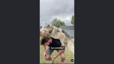 The image has been taken from the dog video posted on Instagram.&nbsp; (Instagram/@hugo_themalamute)