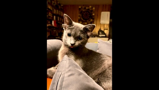 The image, taken from the viral Instagram video, shows the cat with four ears in her forever home.(Instagram/@midas_x24))
