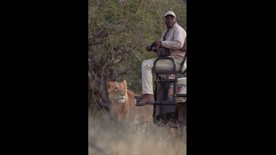 The lioness moved stealthily towards the man sitting in a jeep. (everseensa/Instagram) The lioness moved stealthily towards the man sitting in a jeep. (everseensa/Instagram)