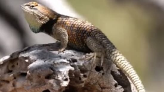 The image, taken from the Instagram video, shows the lizard doing ‘push-ups.’(Instagram/@nationalparkservice)