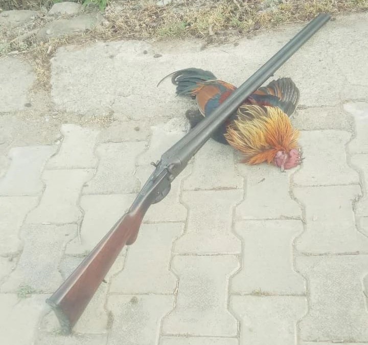 A Red junglefowl poached with a 12 bore double-barrel hammer shotgun. (PHOTO COURTESY: ABHINAV SRIHAN ON FACEBOOK) A Red junglefowl poached with a 12 bore double-barrel hammer shotgun. (PHOTO COURTESY: ABHINAV SRIHAN ON FACEBOOK)