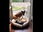 The pit bull dog bonded with the foster puppy that his family adopted. (wally_the_pit/Instagram) The pit bull dog bonded with the foster puppy that his family adopted. (wally_the_pit/Instagram)
