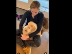 The golden retriever dog preferred its human's lap to playing with other dogs. (champgoldenpup/Instagram) The golden retriever dog preferred its human's lap to playing with other dogs. (champgoldenpup/Instagram)